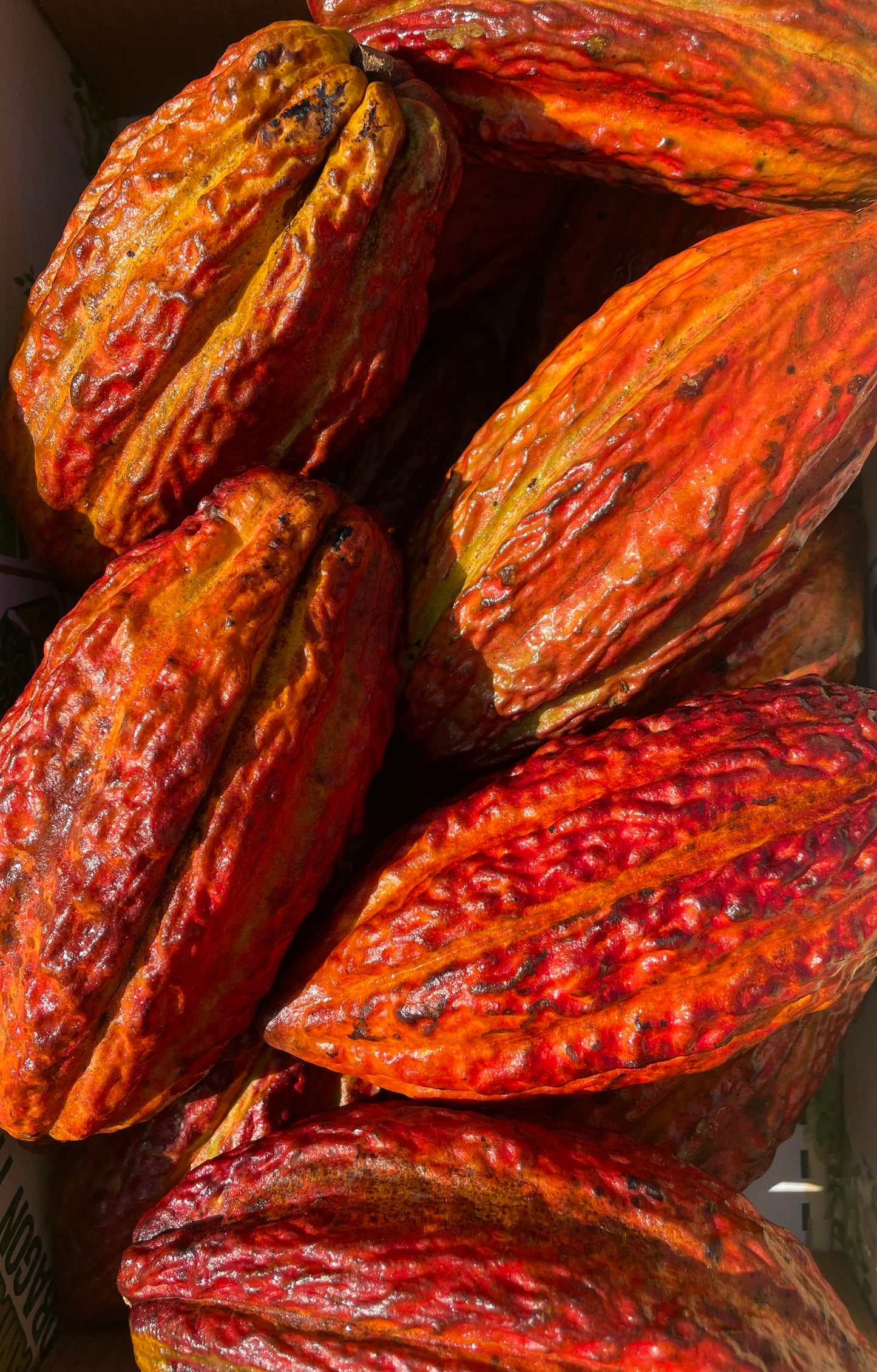 Cacao Pod (Chocolate)