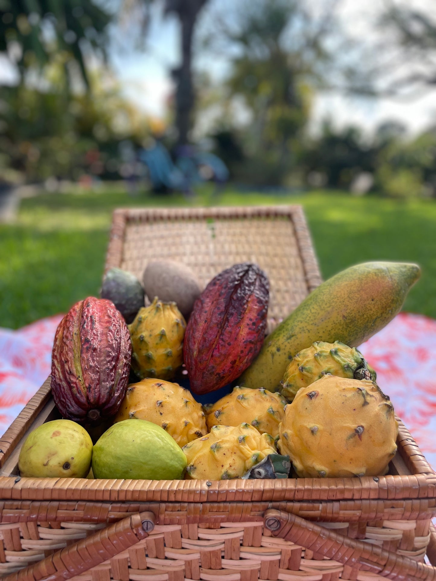 Tropical Fruit Variety Box