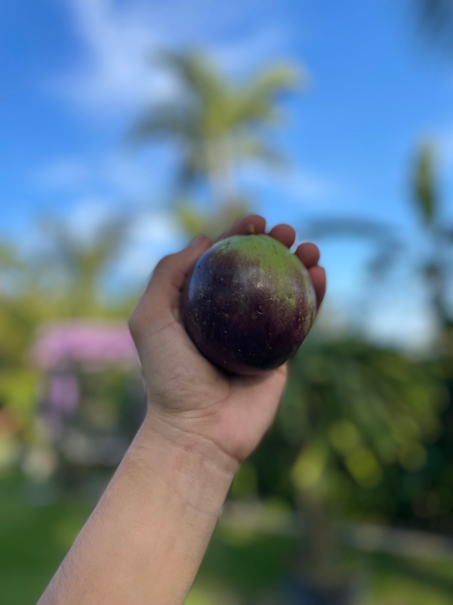 Caimito (Star apple) ***pre-order***