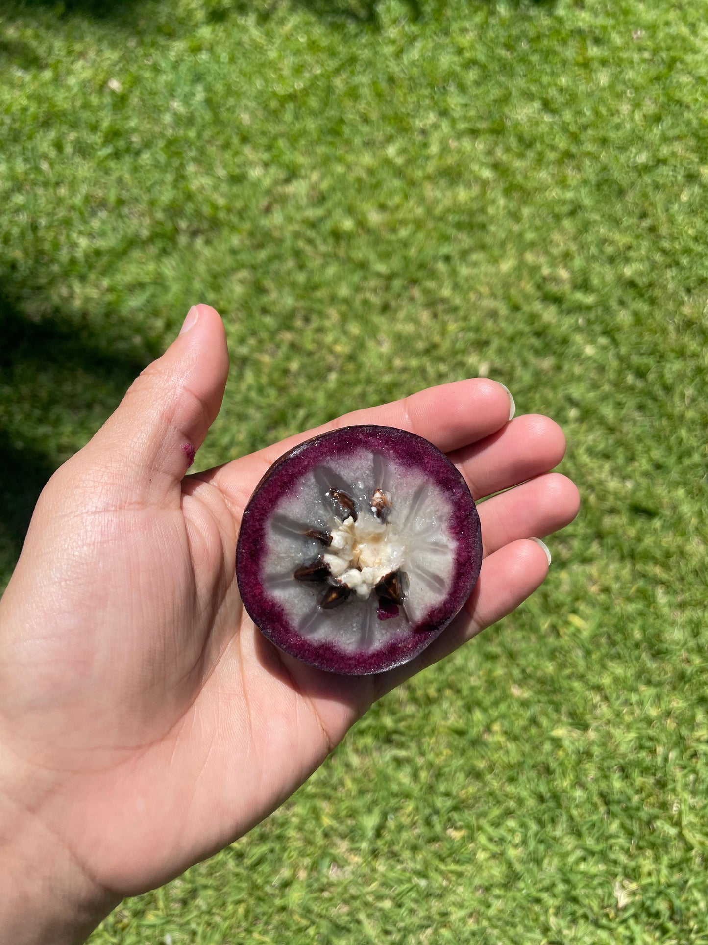 Caimito (Star apple) ***pre-order***
