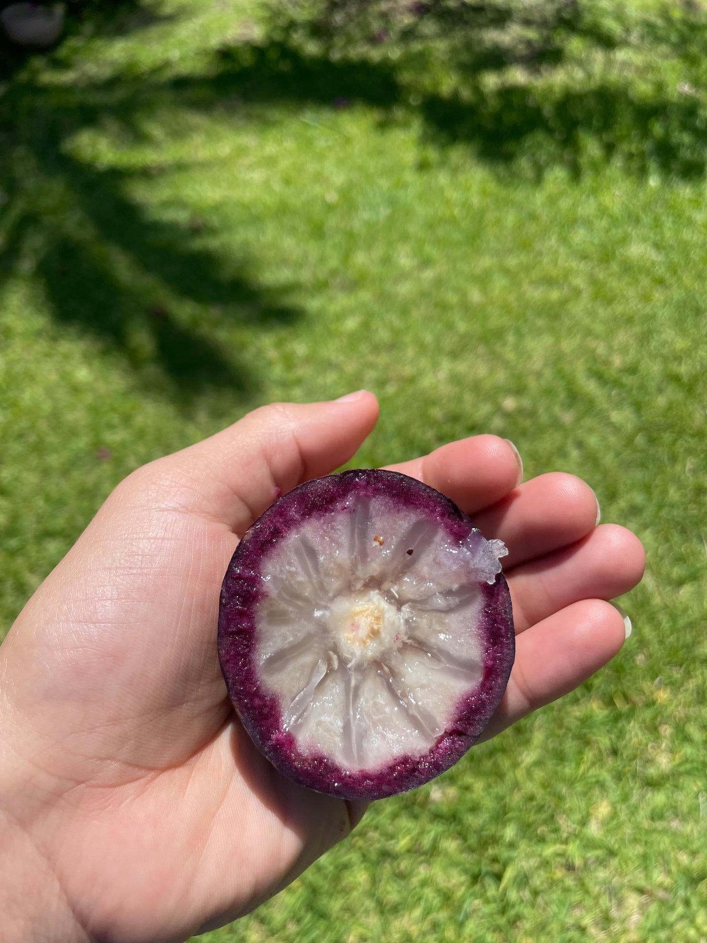 Caimito (Star apple) ***pre-order***
