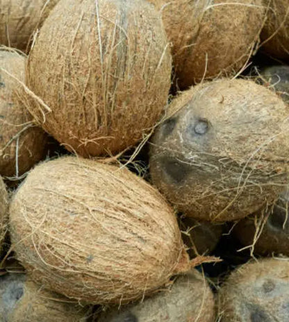 Brown Coconut (mature coconut)