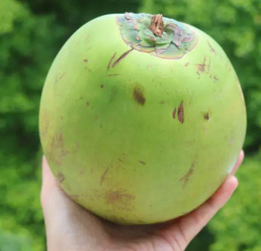 Green Coconut (water coconut)