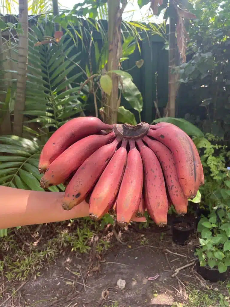 Red Banana