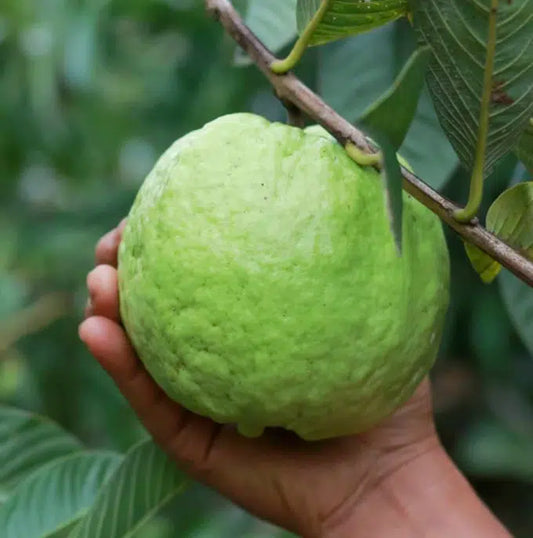 White Guava
