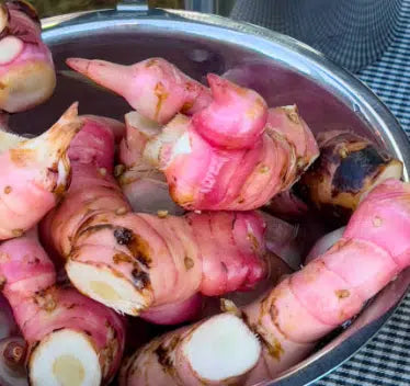 Galangal