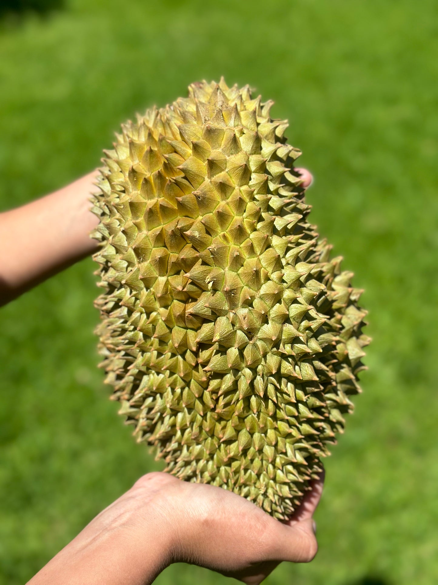 Durian - King Of Fruits