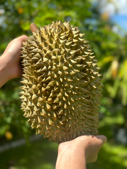 Durian - King Of Fruits
