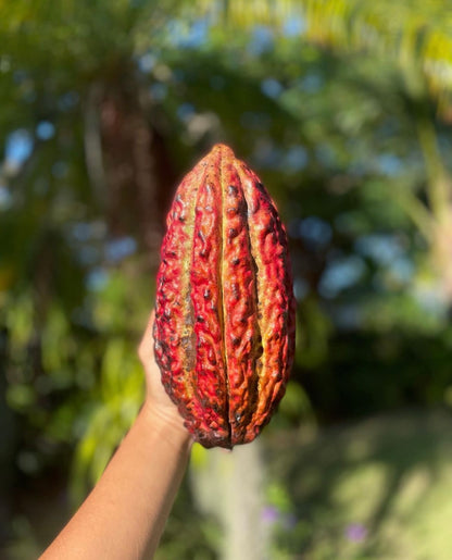 Cacao Pod (Chocolate)